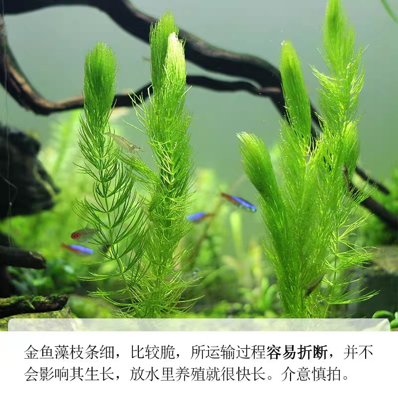 博特魚缸官網代理查詢真偽電話(博特魚缸水泵官網) 博特魚缸官網代理查詢真偽電話(博特魚缸水泵官網) 博特水族 第2張