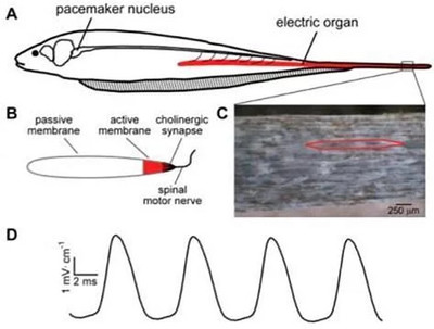 紅龍魚喂大麥蟲好嗎：紅龍魚喂大麥蟲是一個普遍的話題