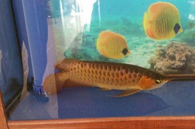 喂龍魚什么小魚比較好：喂龍魚小魚需要注意什么？