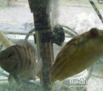 金龍魚業績增長原因分析，金龍魚業績增長的原因