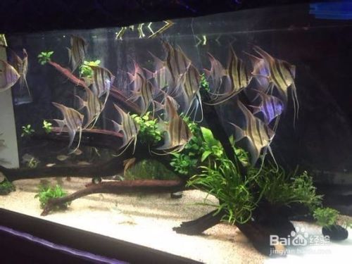 咖啡瓶魚學名，水族用英文怎么寫 咖啡瓶魚學名，水族用英文怎么寫 馬來西亞咖啡 第2張