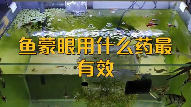魚蒙眼病用什么藥治療最佳，魚蒙眼最怕三個藥，嘻碼碼