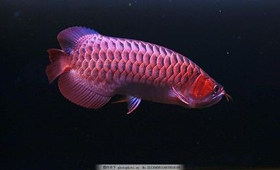 紅龍魚頭部黑色物質(zhì)可能是色素沉淀的結(jié)果，可能有幾種原因：紅龍魚頭部出現(xiàn)黑色物質(zhì)可能是色素沉淀的結(jié)果，可能有幾種原因