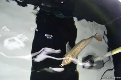 除氯劑的水多久能放到魚缸里：詳細(xì)描述及注意事項(xiàng)