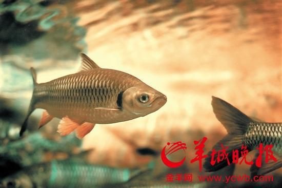 皇帝魚屬于什么魚，皇帝魚有哪些常見的品種