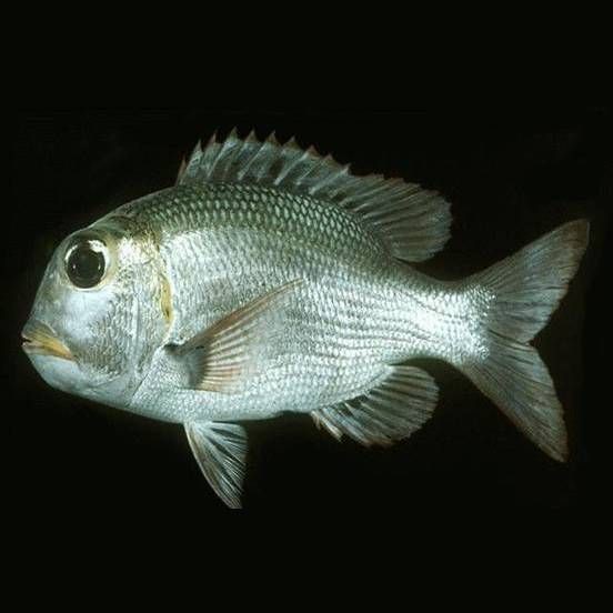 皇帝魚屬于什么魚，皇帝魚有哪些常見的品種