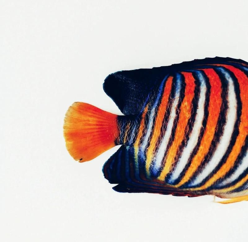 皇帝魚屬于什么魚，皇帝魚有哪些常見的品種