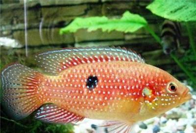 創寧加熱棒壽命多久正常(創寧加熱棒使用說明) 創寧加熱棒壽命多久正常(創寧加熱棒使用說明) 創寧水族 第2張