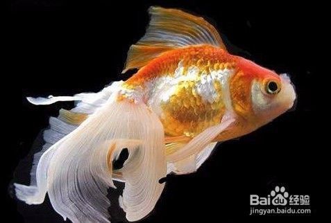 觀賞魚龍魚能吃嗎有毒嗎