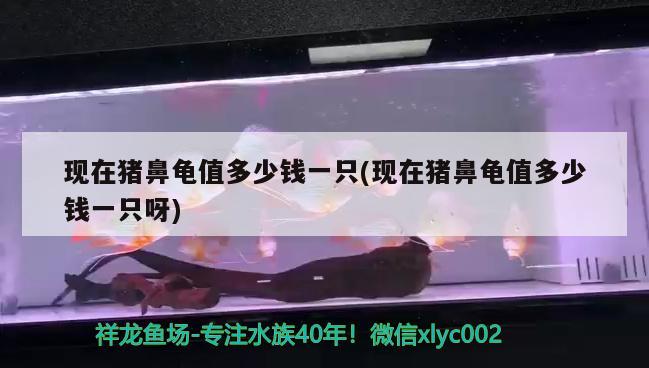 現(xiàn)在豬鼻龜值多少錢一只(現(xiàn)在豬鼻龜值多少錢一只呀)