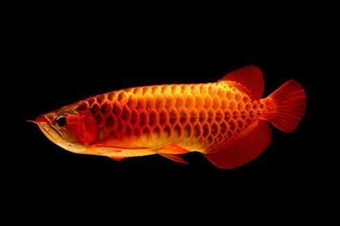 龍魚喂魚食可以嗎vs祥龍魚場：如何判斷龍魚飼料質量