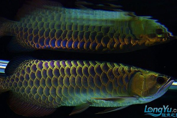 如何區分過背金龍魚的不同品種？，《如何區分過背金龍魚的不同品種》過背金龍魚品種分類詳解 如何區分過背金龍魚的不同品種？，《如何區分過背金龍魚的不同品種》過背金龍魚品種分類詳解 龍魚論壇 第10張