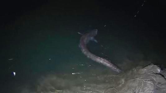 海北藏族自治州觀賞魚養殖基地地址電話查詢（ 海北藏族自治州觀賞魚養殖基地地址電話查詢號碼）