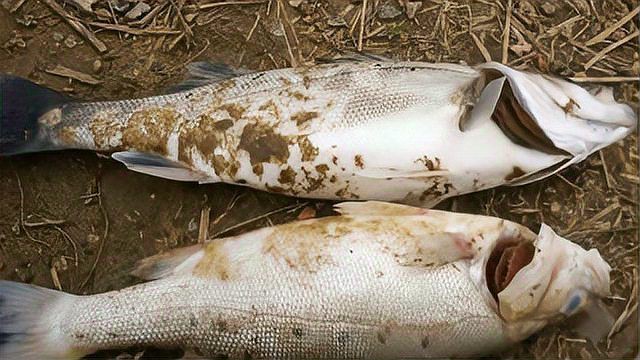 魚鰓爛了能恢復嗎，養魚老道爛鰓病有哪些癥狀