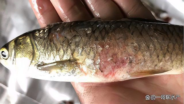魚鰓爛了能恢復嗎，養魚老道爛鰓病有哪些癥狀