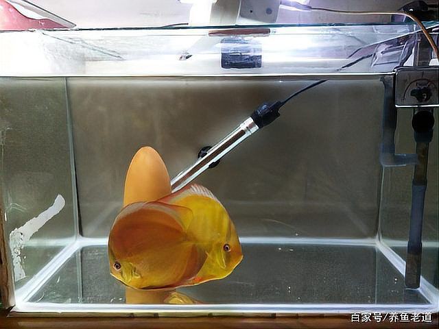 魚鰓爛了能恢復嗎，養魚老道爛鰓病有哪些癥狀
