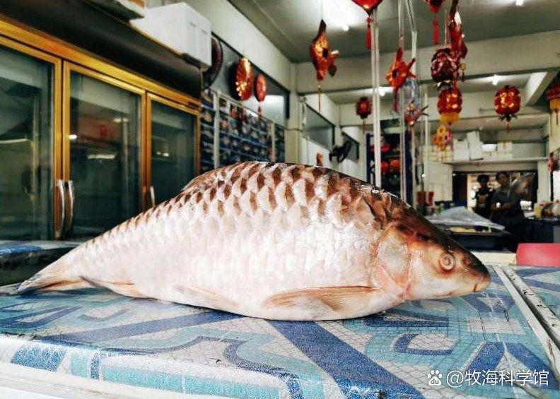 禁用忘不了魚有啥后果，《國禁用忘不了魚有啥后果沖擊 禁用忘不了魚有啥后果，《國禁用忘不了魚有啥后果沖擊 龍魚百科 第5張