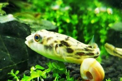綿陽水族館vs祥龍魚場（綿陽水族館和祥龍魚場有什么區別？）