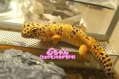 龍魚藥什么牌子的好vs祥龍魚場：祥龍魚場與其他品牌的優劣