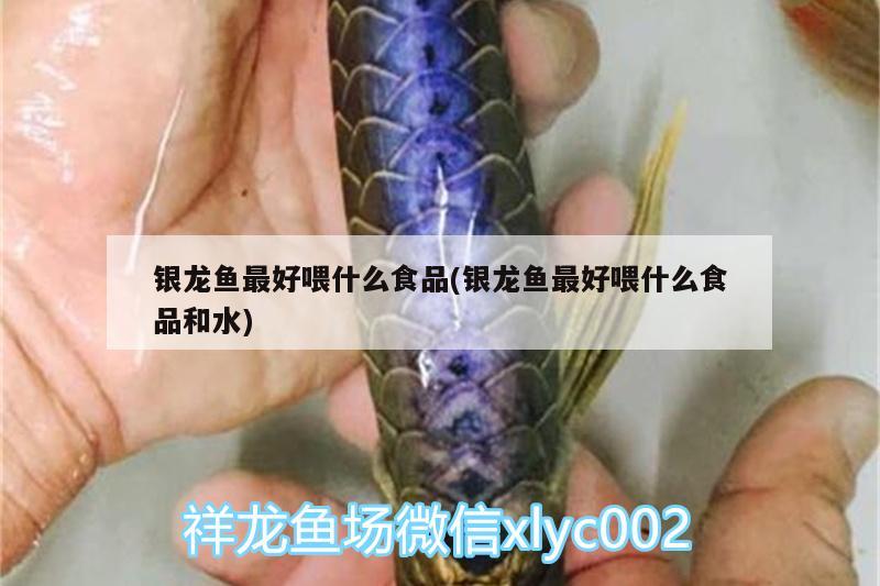 銀龍魚最好喂什么食品(銀龍魚最好喂什么食品和水) 銀龍魚最好喂什么食品(銀龍魚最好喂什么食品和水) 銀龍魚百科