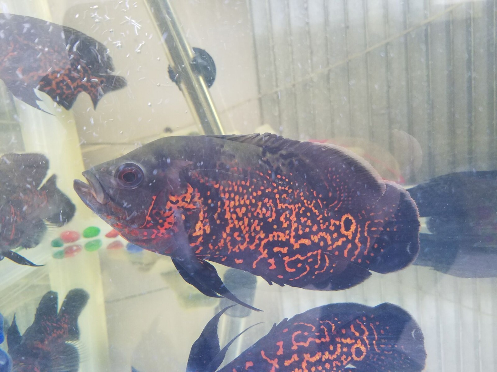 創(chuàng)寧水泵評測結(jié)果，創(chuàng)寧水泵哪個型號好