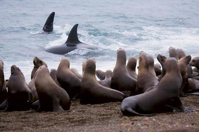 養(yǎng)豬鼻龜屬于犯法嗎(豬鼻龜家庭中養(yǎng)違法嗎)