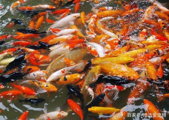 創(chuàng)寧水泵生產(chǎn)廠家(創(chuàng)寧水泵官網(wǎng)售后)