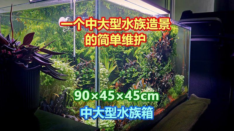 西安港務(wù)區(qū)魚缸維護(hù)，西安港務(wù)區(qū)觀賞魚缸專業(yè)維護(hù)全攻略
