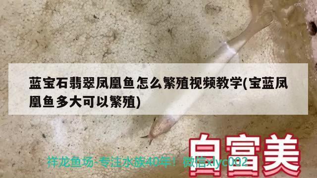 上門修理魚缸的電話（大連魚缸維修電話師傅上門維修服務）