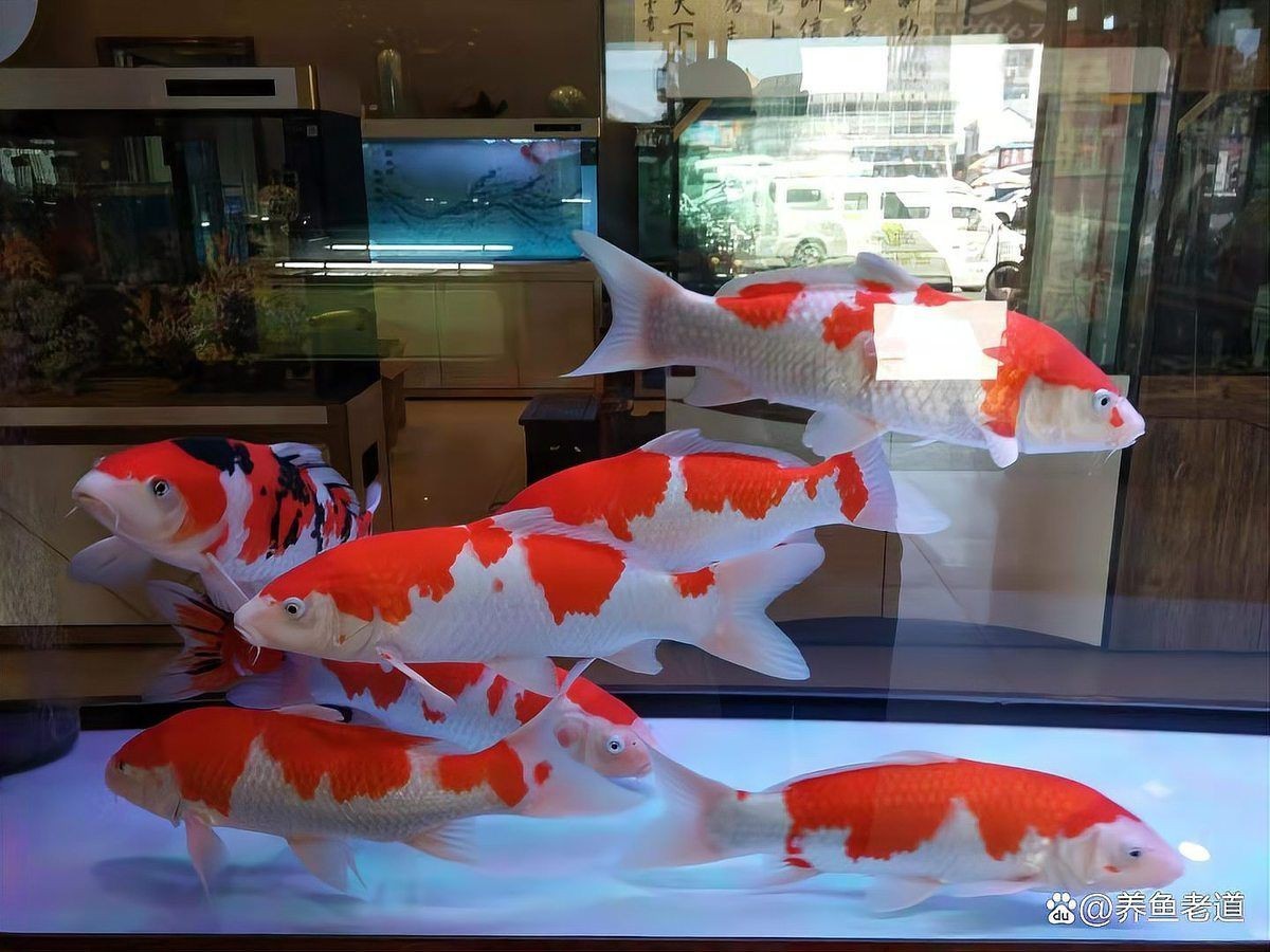 遵義魚缸維護【遵義地區魚缸全方位維護指南】 全國水族館企業名錄 第6張 遵義魚缸維護【遵義地區魚缸全方位維護指南】 遵義魚缸維護【遵義地區魚缸全方位維護指南】 全國水族館企業名錄 第6張