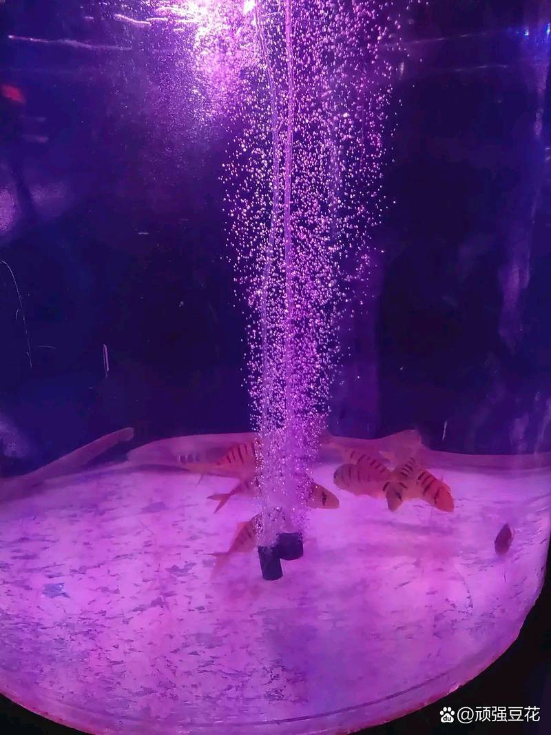 呼市水族店，呼和浩特哪家水族店口碑最好
