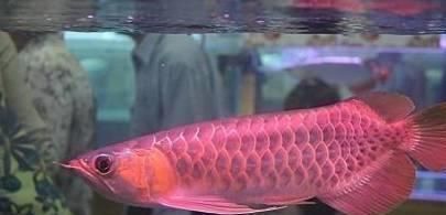 龍魚怎么變紅了呢圖片：龍魚發(fā)色過程圖解