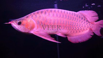 龍魚怎么變紅了呢圖片：龍魚發(fā)色過程圖解