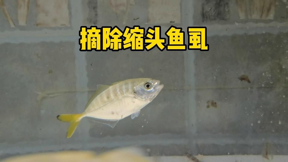 如何區分不同種類的魚虱？，養魚老道，常見魚寄生蟲基本性狀和辨別診治