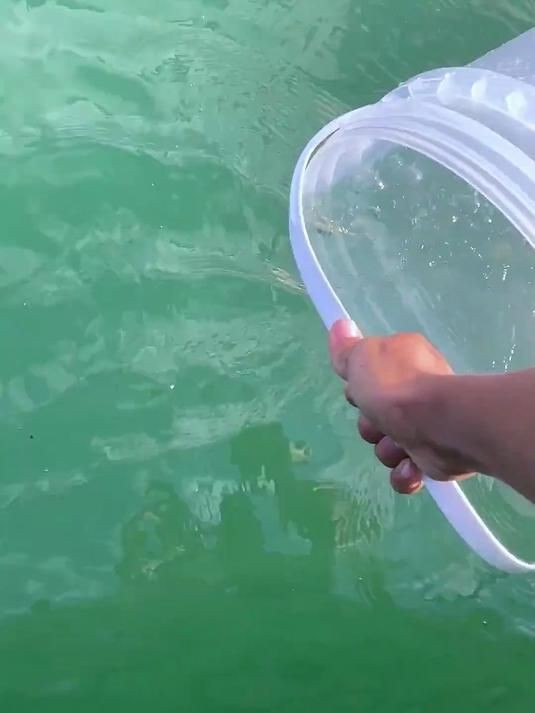 如何區分不同種類的魚虱？，養魚老道，常見魚寄生蟲基本性狀和辨別診治