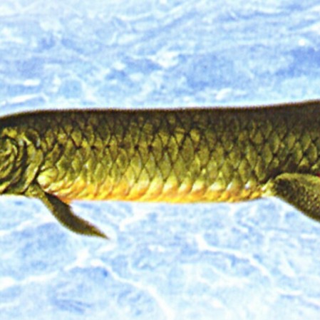 什么魚靠肺呼吸，澳洲肺魚的生存智慧