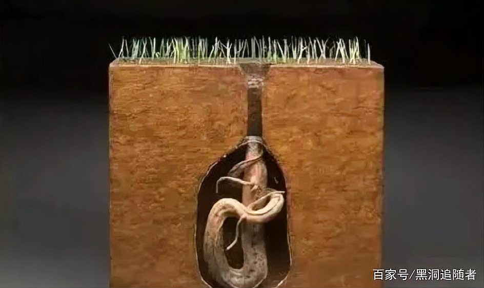 什么魚靠肺呼吸，澳洲肺魚的生存智慧