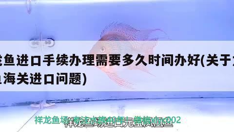 藍(lán)底過背金龍魚什么時候發(fā)色（藍(lán)底過背16公分金龍魚飼養(yǎng)技巧）