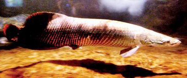 海象魚6米，巨骨舌魚（巨骨舌魚）的6米體長記錄及相關(guān)生物學特征