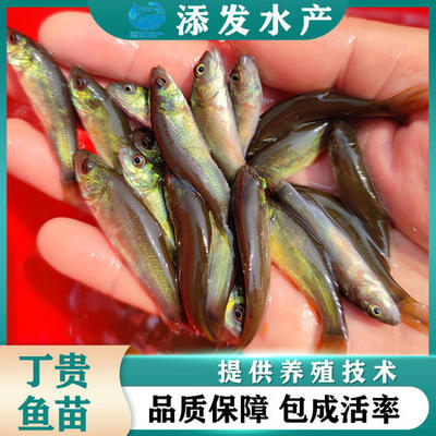 過背金龍魚用什么顏色的燈好看圖片欣賞（金龍魚用什么顏色的燈光）