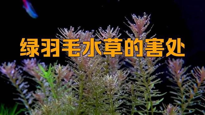 為什么養(yǎng)魚不建議種水草，《為什么養(yǎng)魚不建議種水草》魚缸養(yǎng)水草有這么幾個壞處