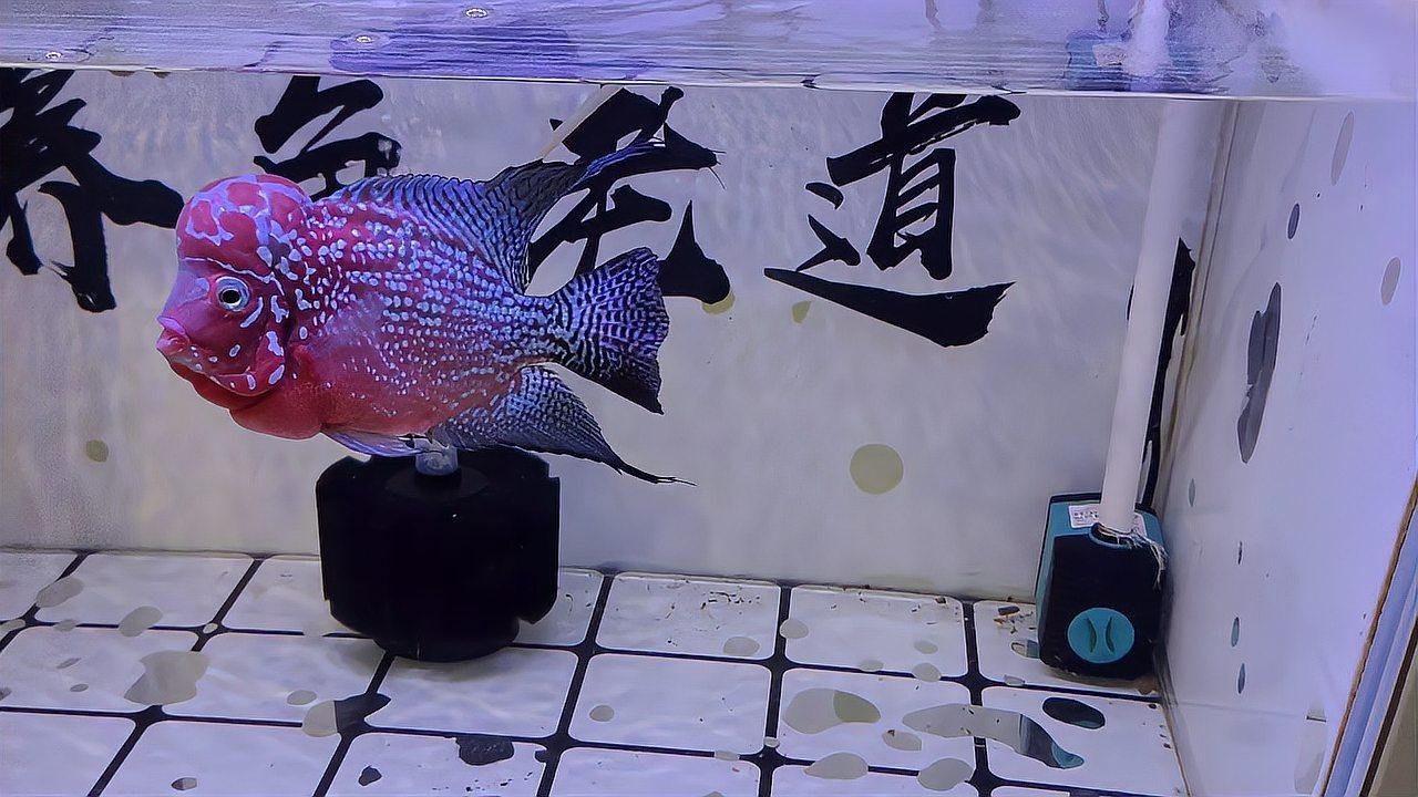 為什么養(yǎng)魚不建議種水草，《為什么養(yǎng)魚不建議種水草》魚缸養(yǎng)水草有這么幾個壞處