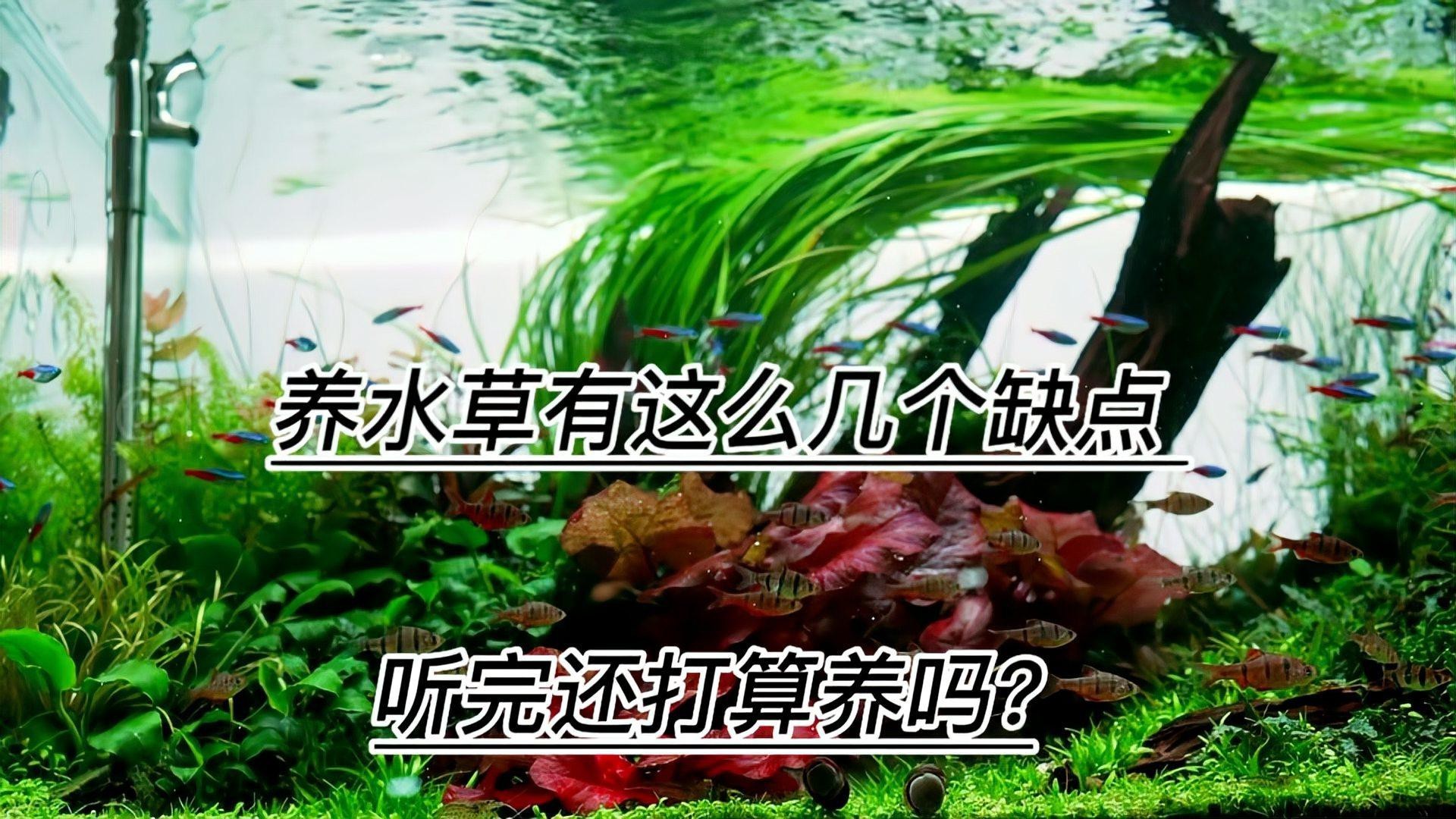 為什么養(yǎng)魚不建議種水草，《為什么養(yǎng)魚不建議種水草》魚缸養(yǎng)水草有這么幾個壞處