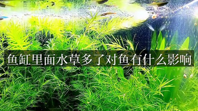 為什么養魚不建議種水草，《為什么養魚不建議種水草》魚缸養水草有這么幾個壞處