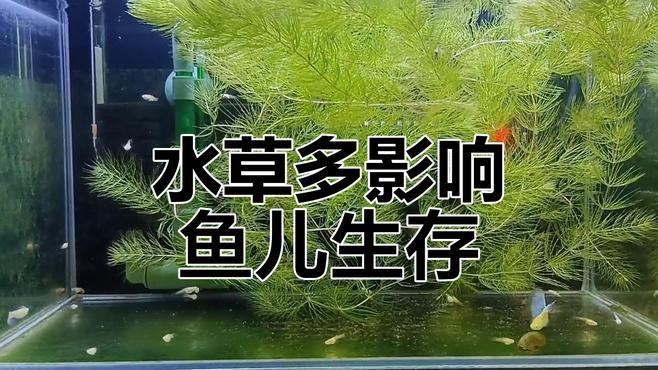 為什么養魚不建議種水草，《為什么養魚不建議種水草》魚缸養水草有這么幾個壞處
