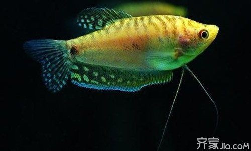 曼龍魚繁殖期有哪些行為特征？，曼龍魚的繁殖方法 曼龍魚繁殖期有哪些行為特征？，曼龍魚的繁殖方法 龍魚百科 第2張