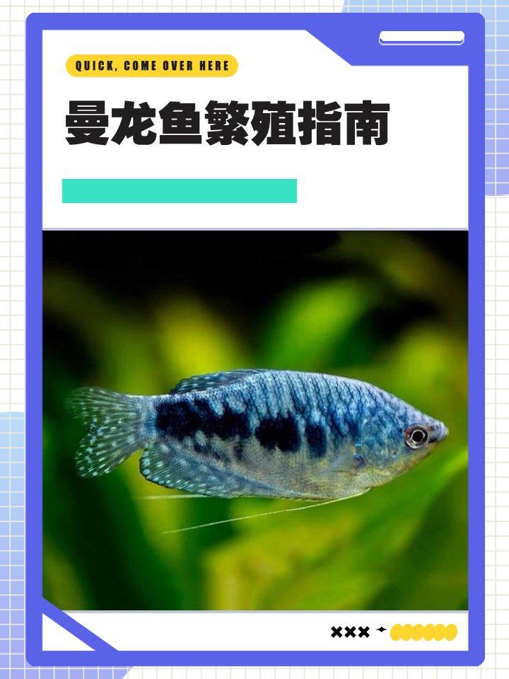 曼龍魚繁殖期有哪些行為特征？，曼龍魚的繁殖方法 曼龍魚繁殖期有哪些行為特征？，曼龍魚的繁殖方法 龍魚百科 第4張