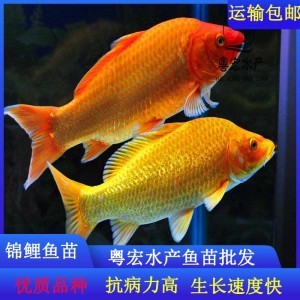 過背金龍魚，大概要多少錢？