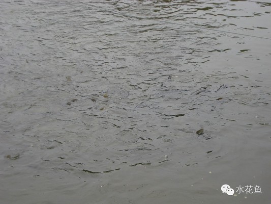 龍魚吃什么魚肉好養活