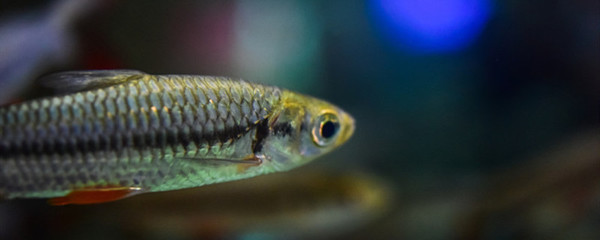 紅龍魚最長壽命多少年